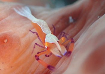 ウミウシカクレエビ