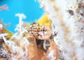 イナズマヒカリイシモチ