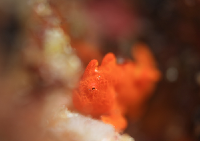 イロカエルアンコウ