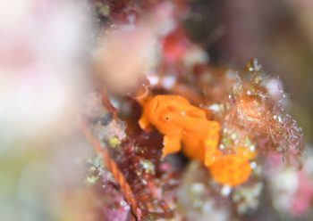 イロカエルアンコウ