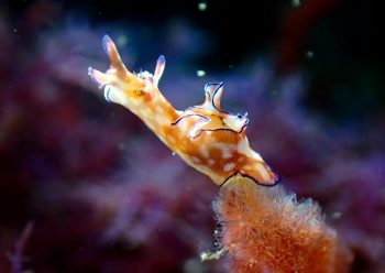 クロヘリアメフラシ