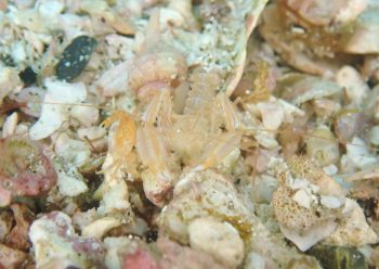 サンゴヒメエビ