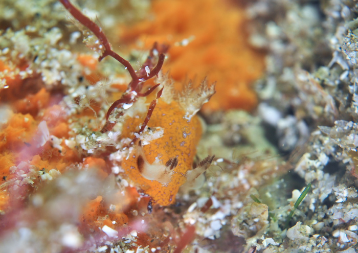 アカマダラツガルウミウシ