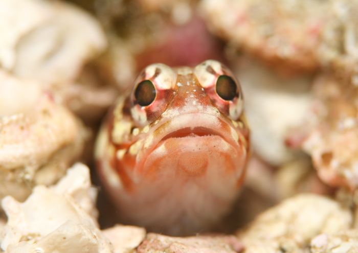 ジョーフィッシュ