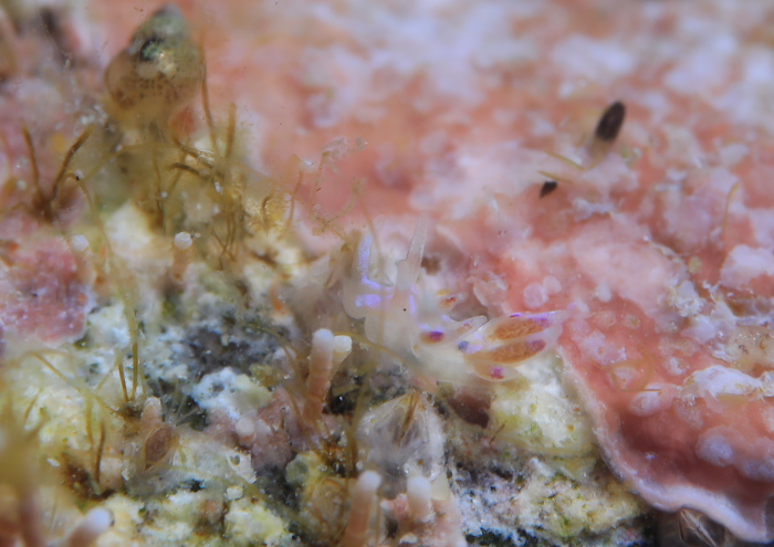 ミノウミウシの仲間