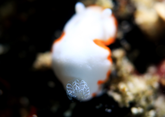 ボンボリイロウミウシ