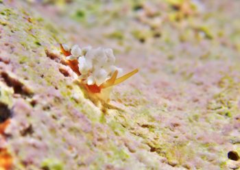 イナバミノウミウシ