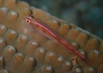 アカスジウミタケハゼ