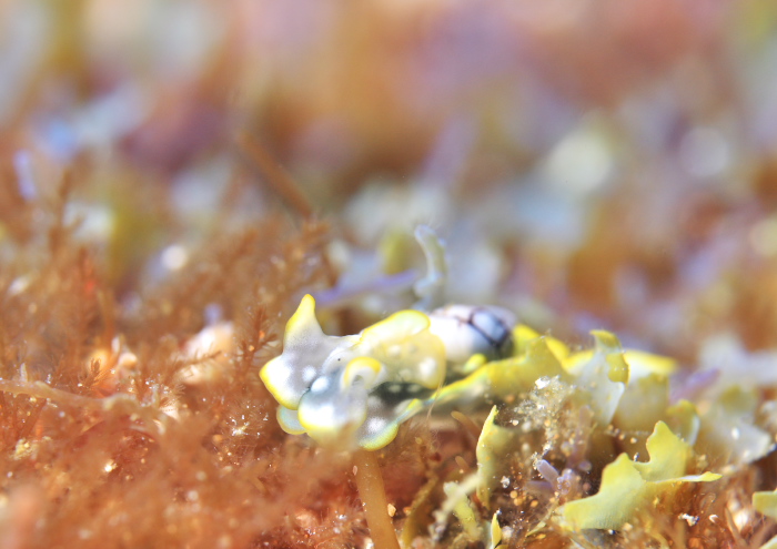 コンシボリガイ