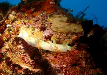 サビイロホクヨウウミウシ?