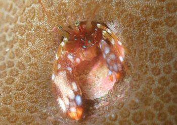 ニシキカンザシヤドカリ