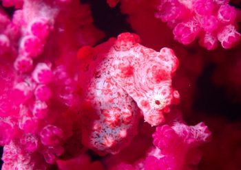 ピグミーシーホース