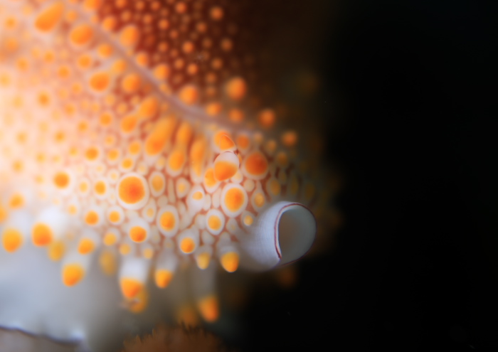 ウミウサギの仲間