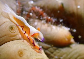 ウミウシカクレエビ