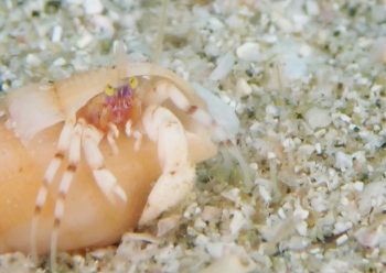 ディオゲネス・ドロテアエ