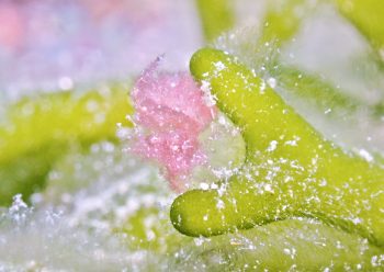 フィコカリス・シムランス