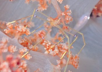 オルトマンワラエビ