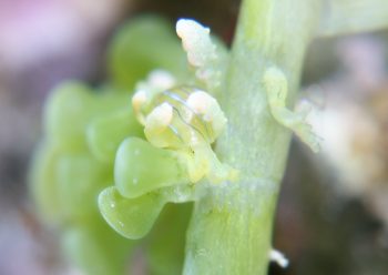 フリソデミドリガイ