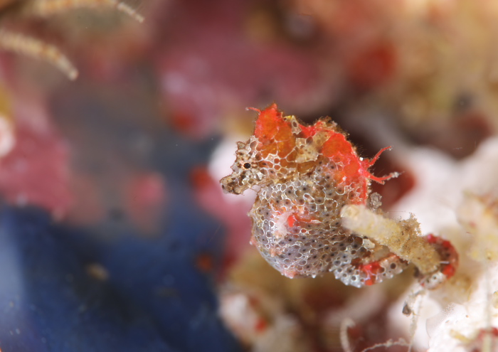 ハチジョウタツ