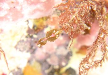 ハチジョウタツ