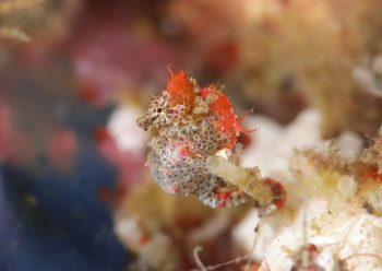 ハチジョウタツ