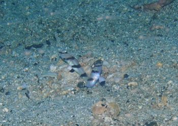 キツネメネジリンボウ