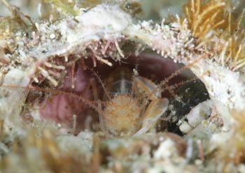 サンゴヒメエビ