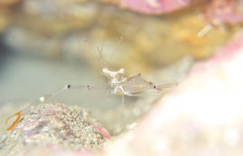 オシャレカクレエビ