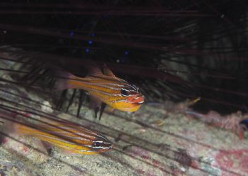 キンセンイシモチ