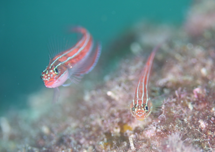 タテジマヘビギンポ