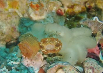 ケブカキンチャクガニ