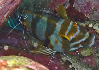 アカシマシラヒゲエビ