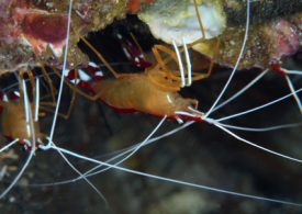 アカシマシラヒゲエビ