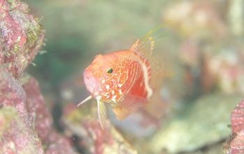 オシャレハナダイ