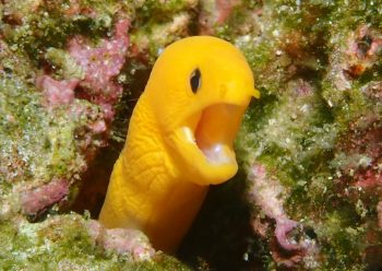 ゴールデンイールモレイ