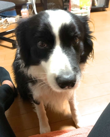 ボーダーコリー