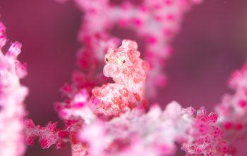 ピグミーシーホース