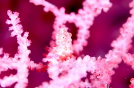 ピグミーシーホース