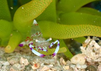 オウゴンニジギンポ