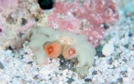 ケブカキンチャクガニ