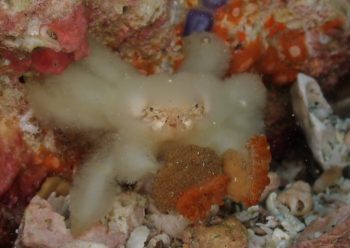 ケブカキンチャクガニ