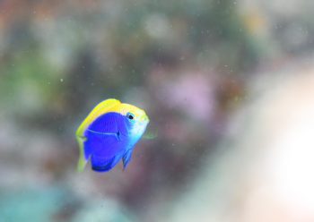 セナキルリスズメ