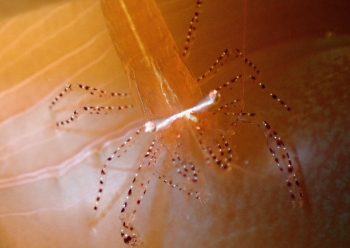 カザリイソギンチャクエビ