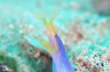 ハナヒゲウツボ