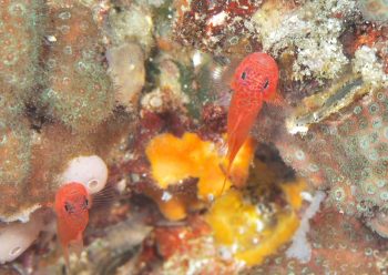 シリウスベニハゼ