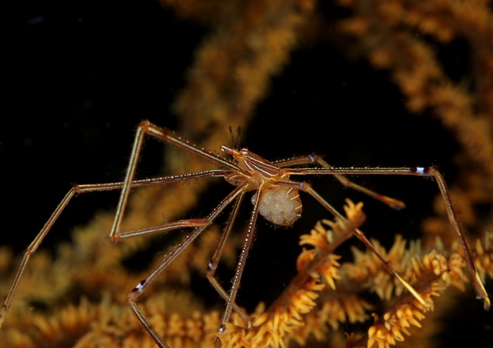 オルトマンワラエビ