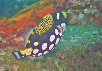 モンガラカワハギ