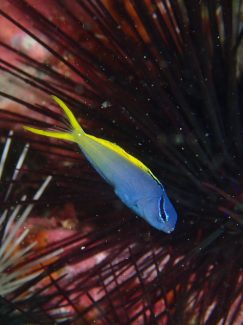 オウゴンニジギンポ