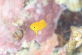 コガネスズメダイ