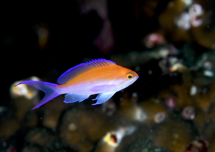 フタイロハナゴイ